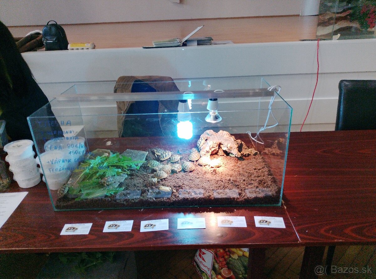 Suchozemská korytnačka-odchov 2025 - 7