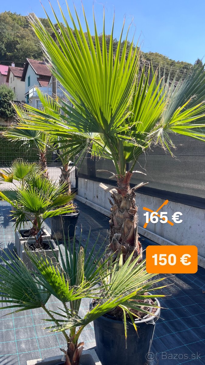 OLIVOVNÍK, CYKAS, PALMA, JUKA - 7