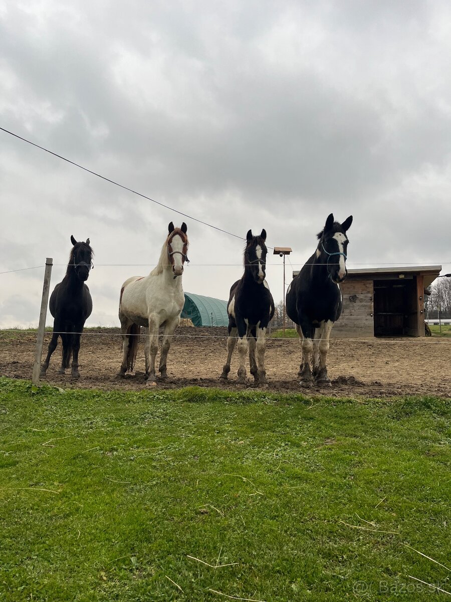 Úžasný Hřebeček hledá Parťáka - 7