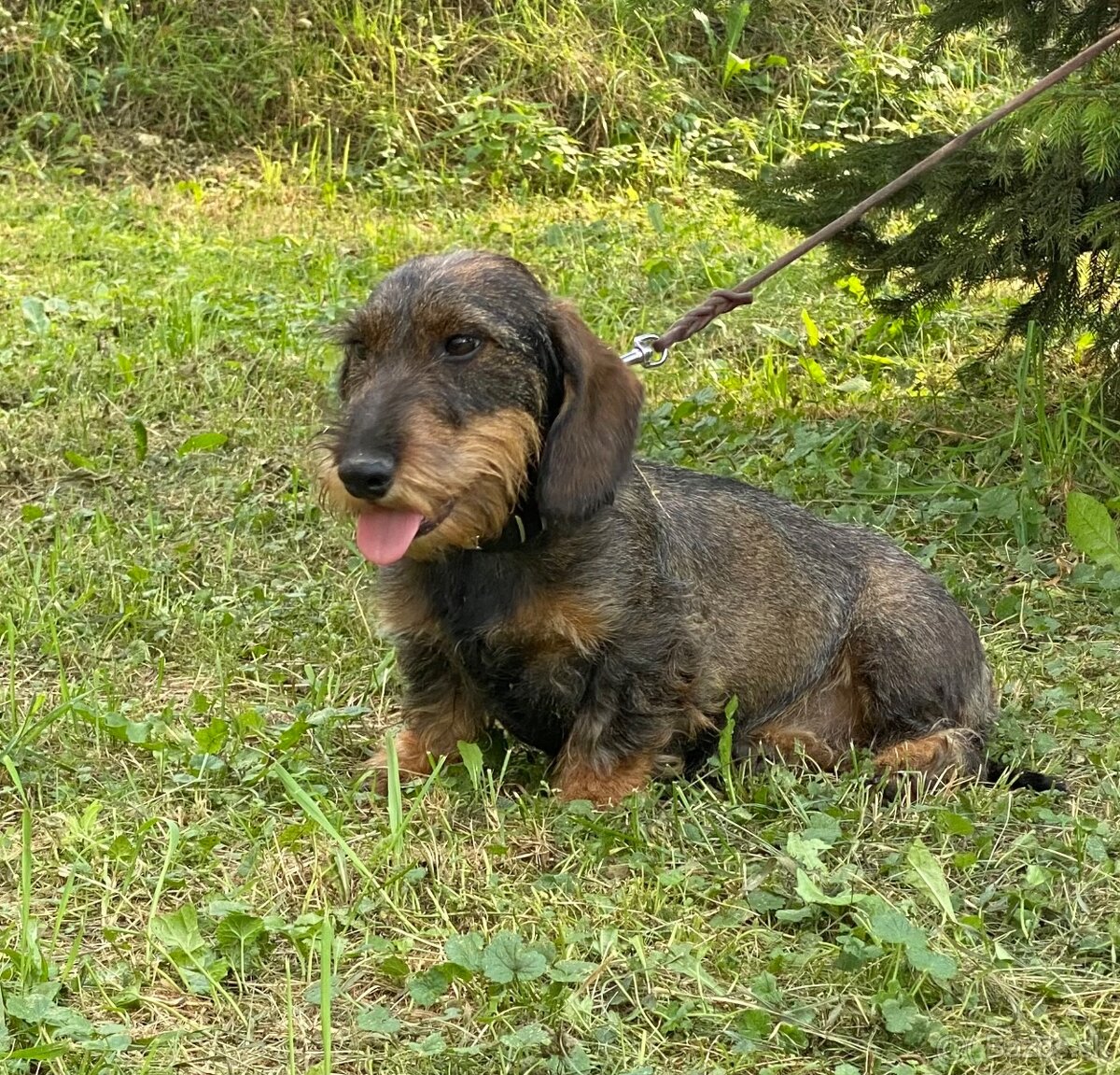 Jazvečík hrubosrstý s PP - 7