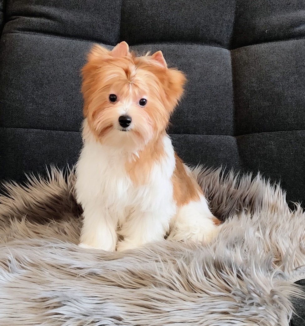 Yorkshire terrier - 7