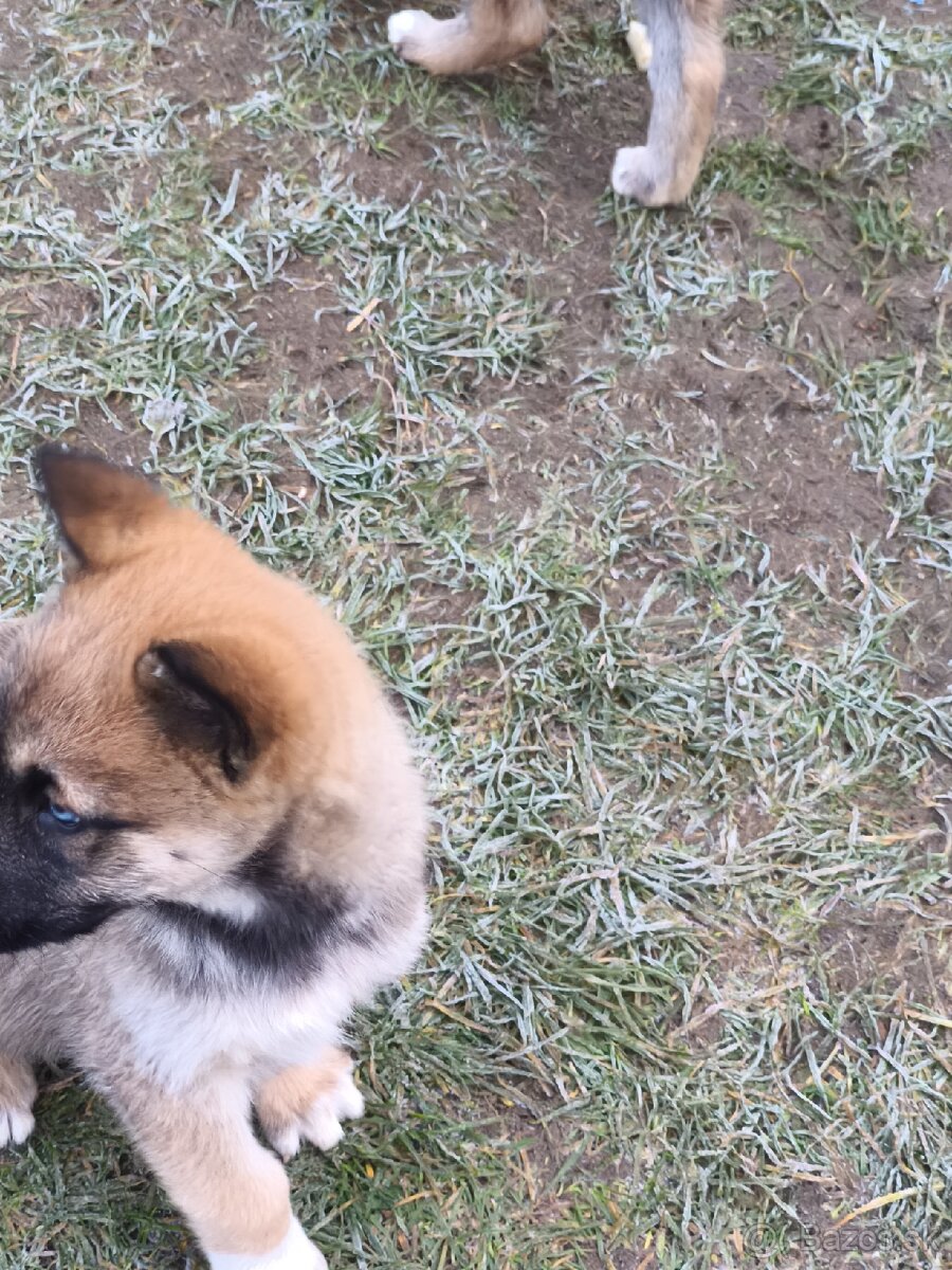 Predám šteniatka - 7