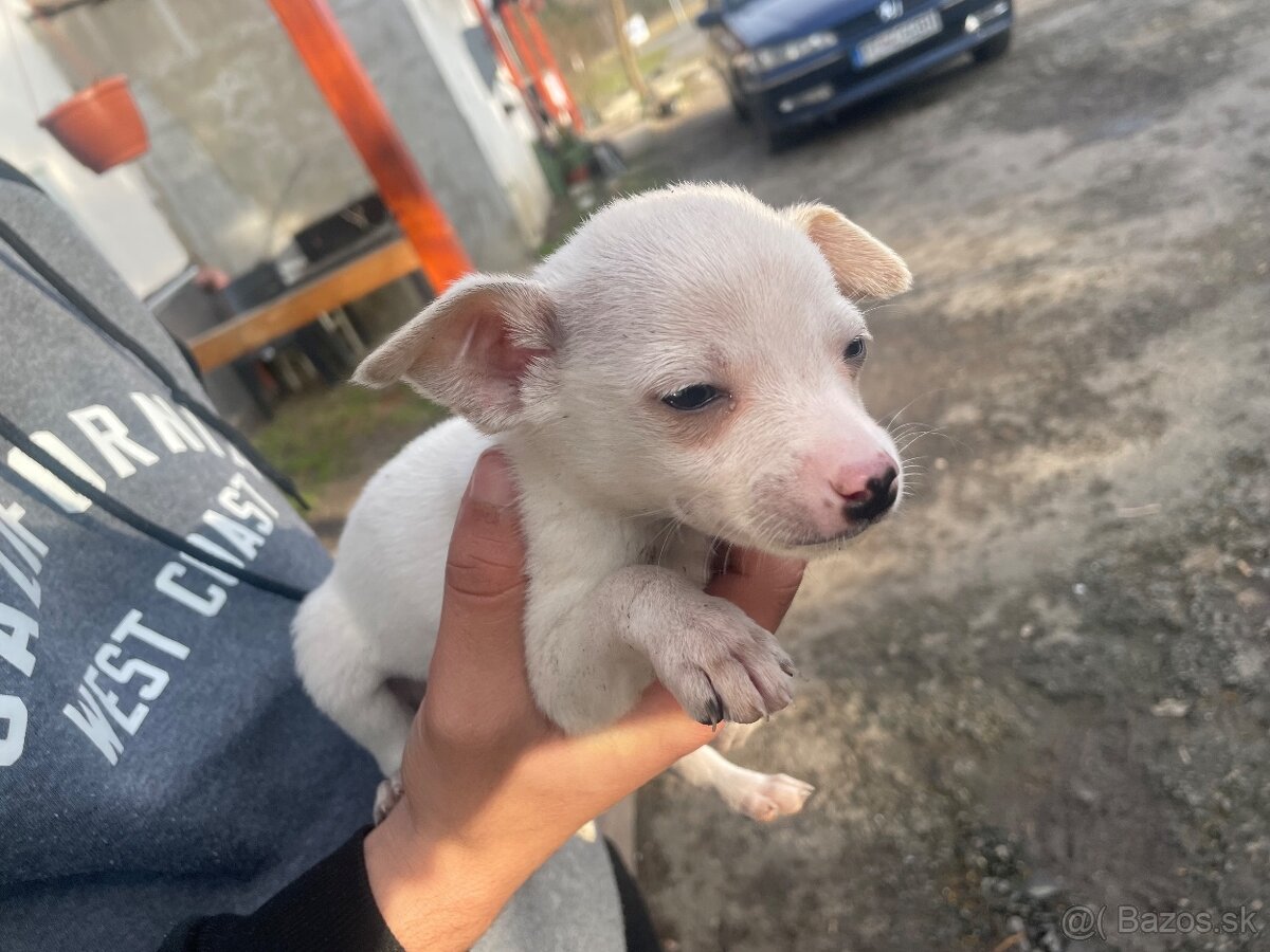 Predám šteniatka, rasa ratlík. - 7