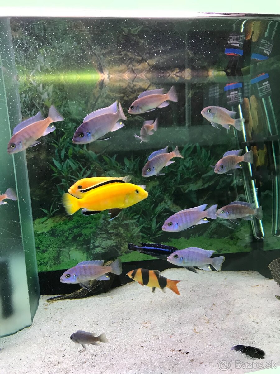 Predam dizajnové Akvarium Ehaim - 7