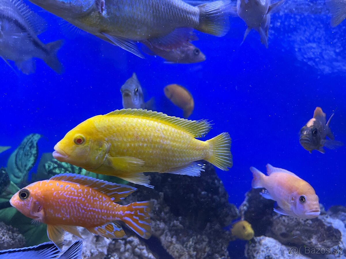 Africké Cichlidy - 7