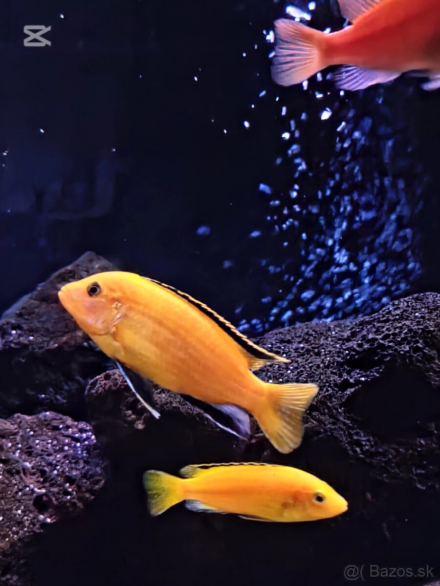 Malawi Africké cichlidy - 7