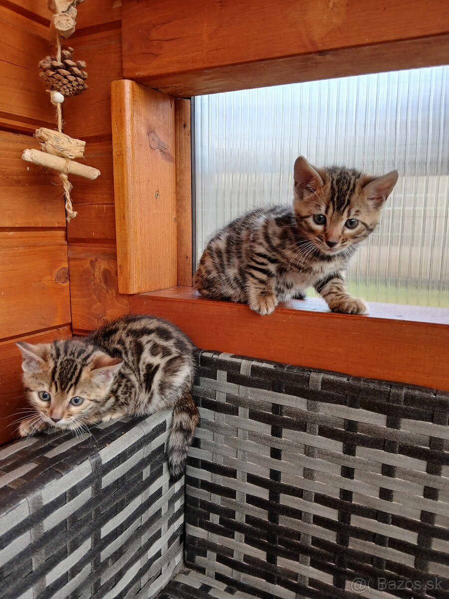 bengal bengalska macka bengalske maciatka - 7