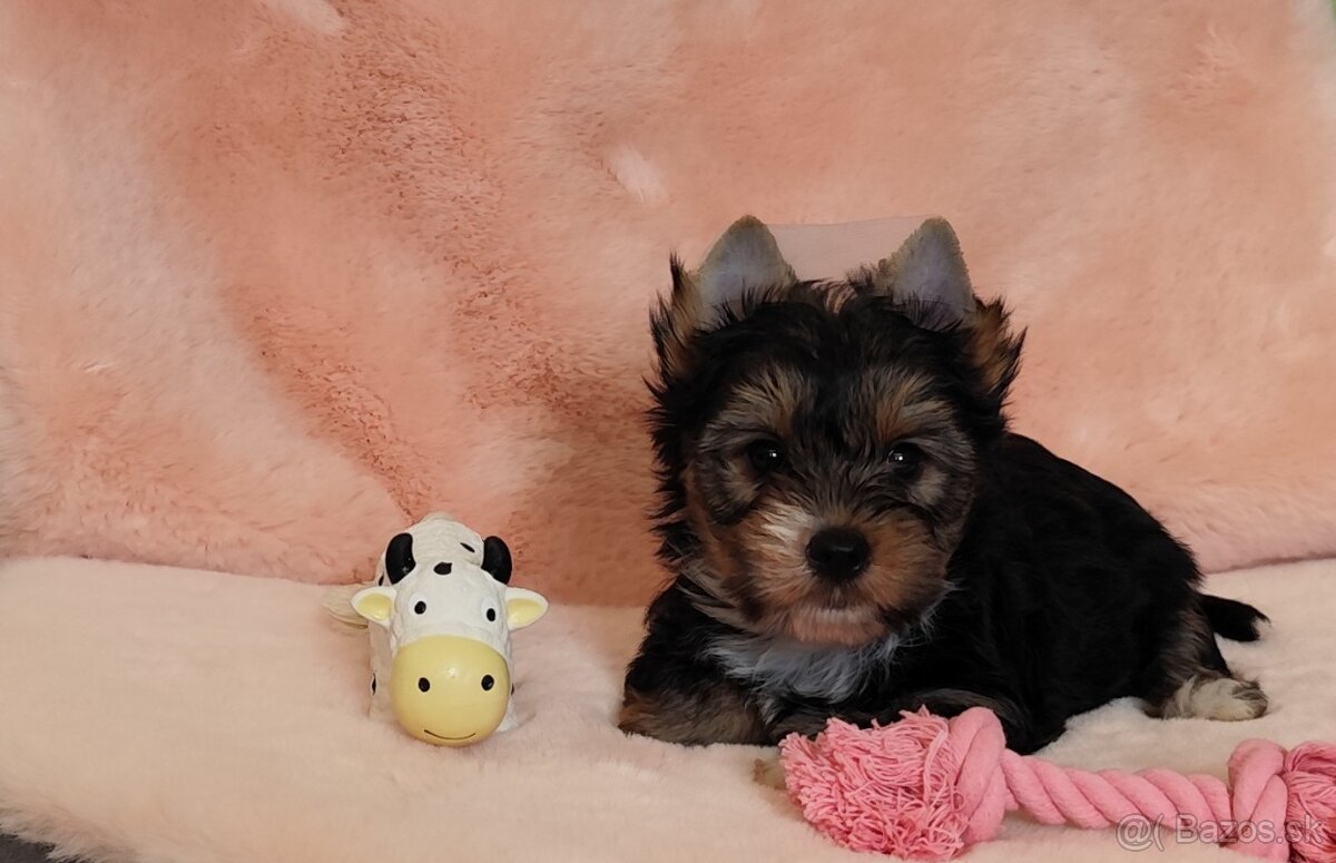 Yorkshire terrier - 7