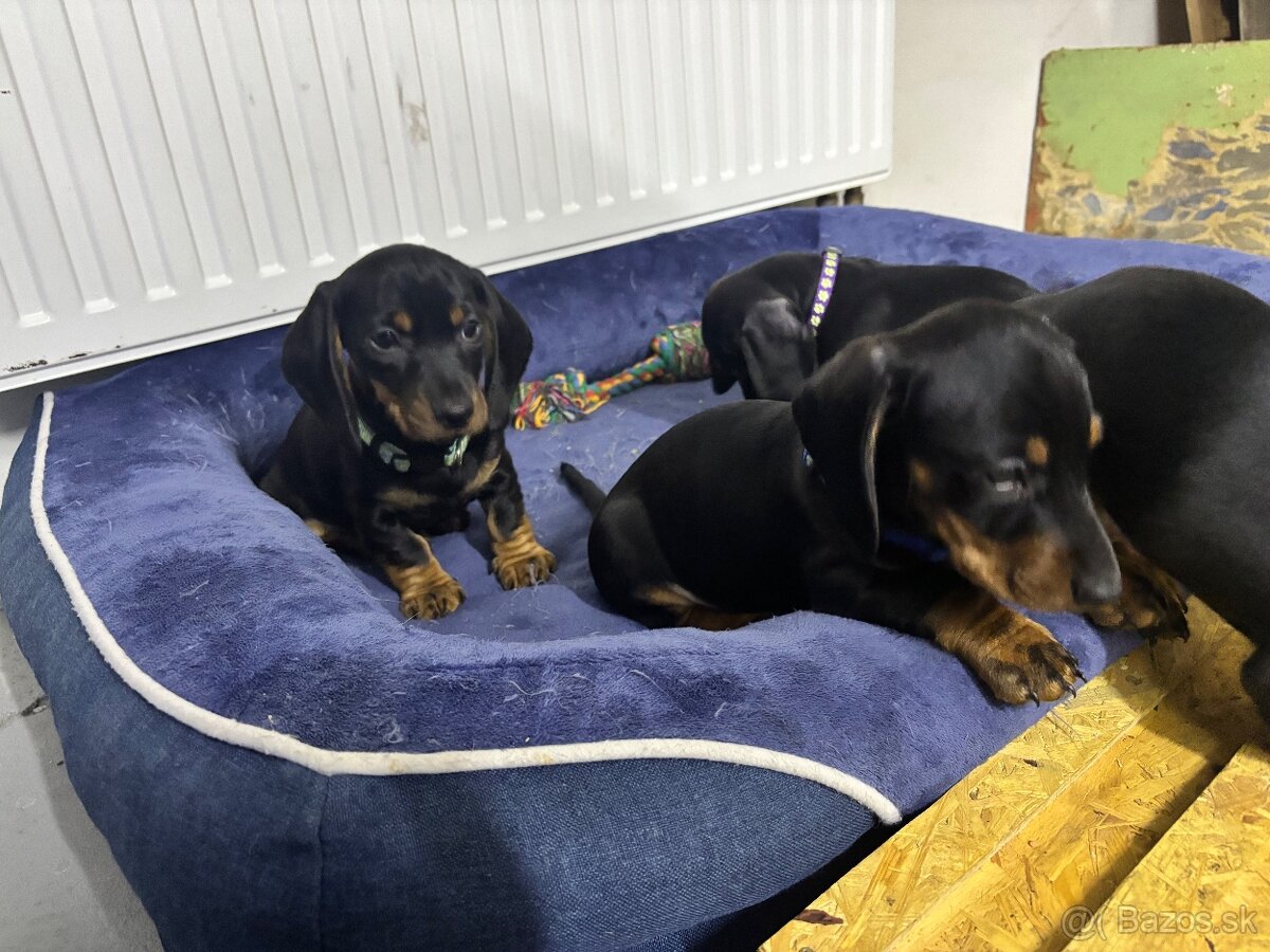 Jazvečík kratkosrstý - 7