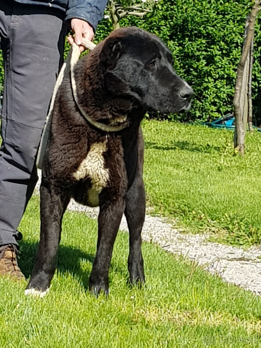 Stredoázijský ovčiak_1 - 7