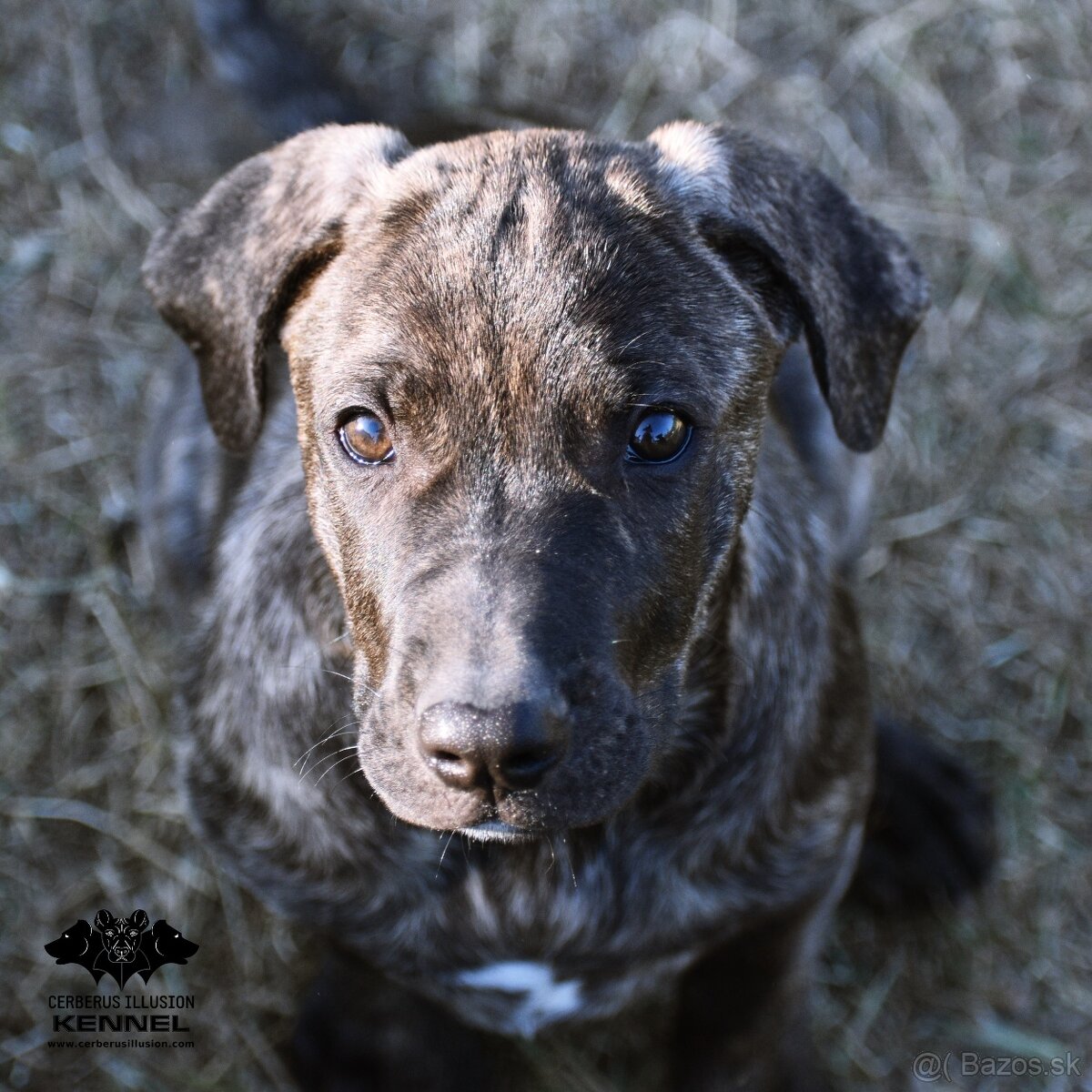 Raritné šteniatko - Uruguajský Cimarron s PP - 7