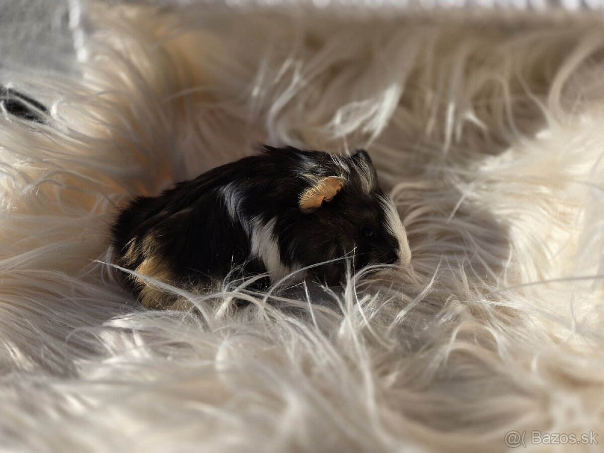 Morské prasiatka - 7