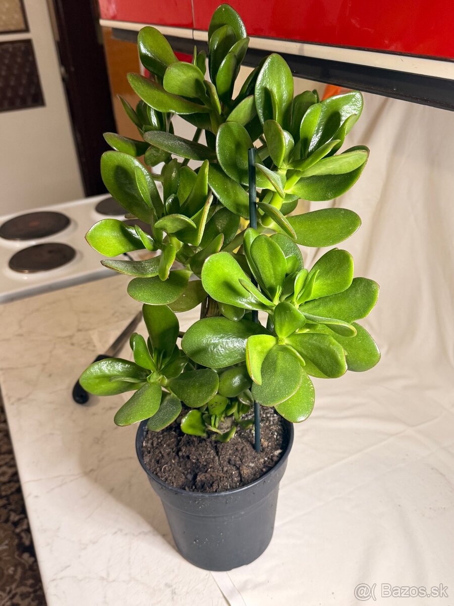 Tucnolist krasne velke listy - 7