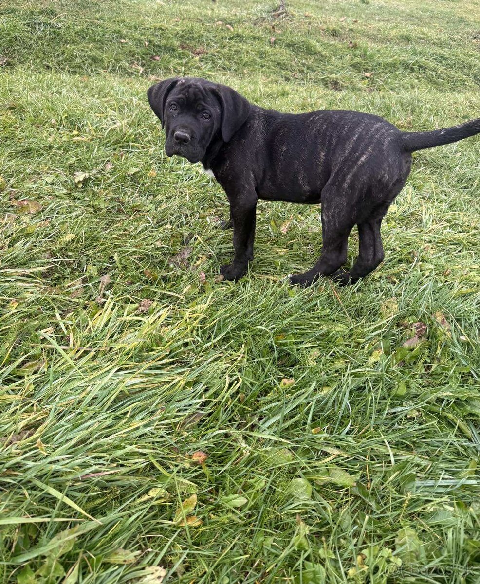 Cane Corso šteniatka - 7