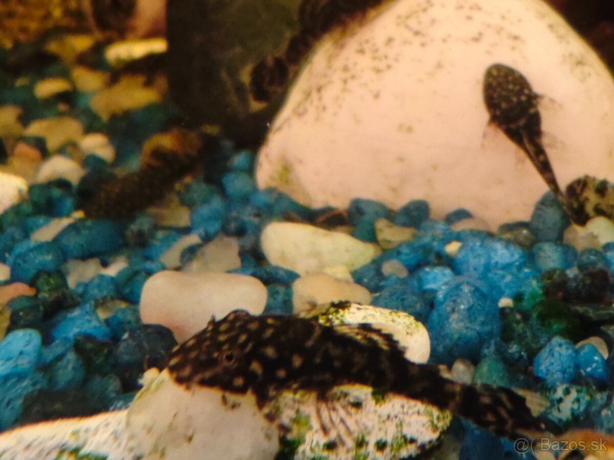 Prisavnik obyčajný - 7