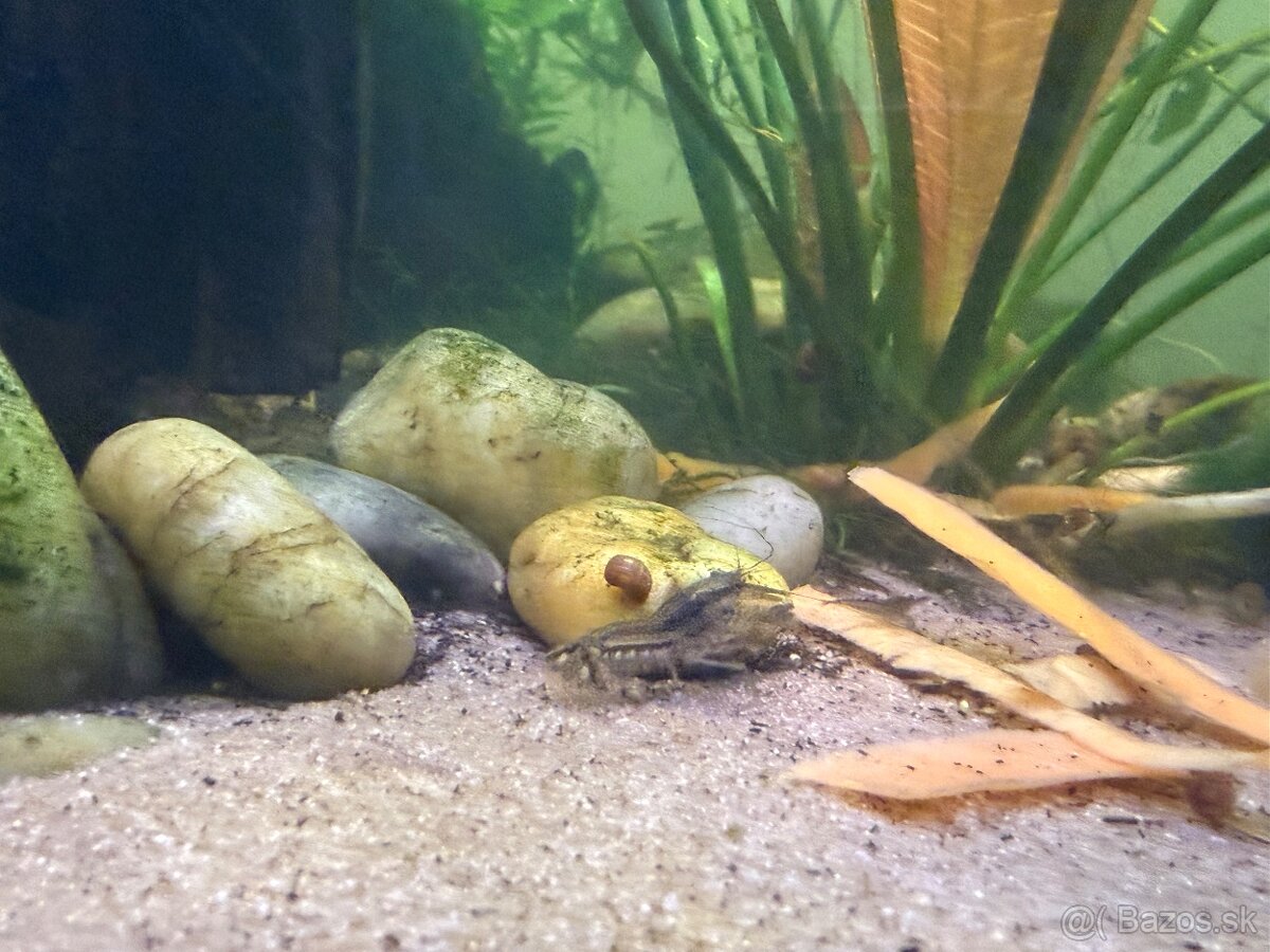 Predám Krevetky, mini ráčiky, gupky, kotúľky. - 7