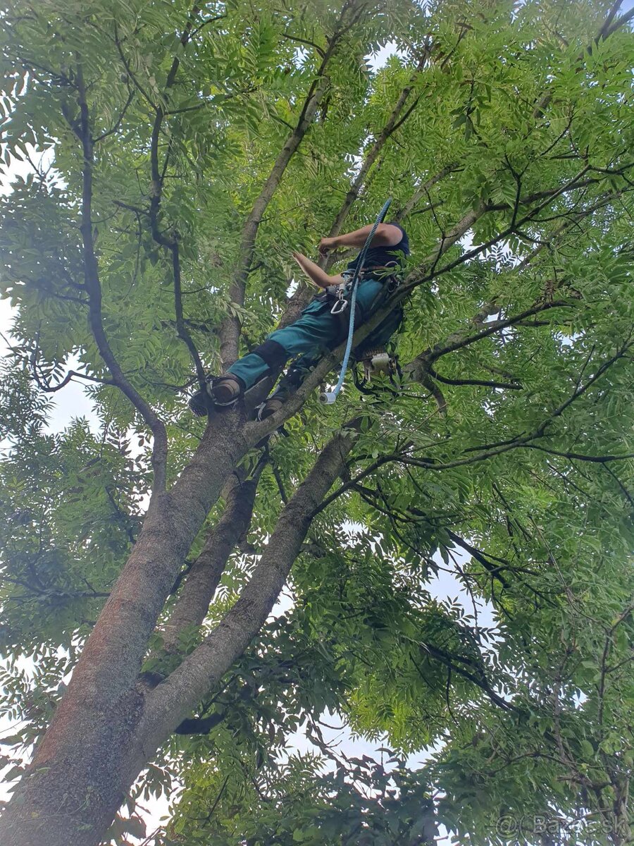 Výrub nebezpečných,rizikových stromov - 7