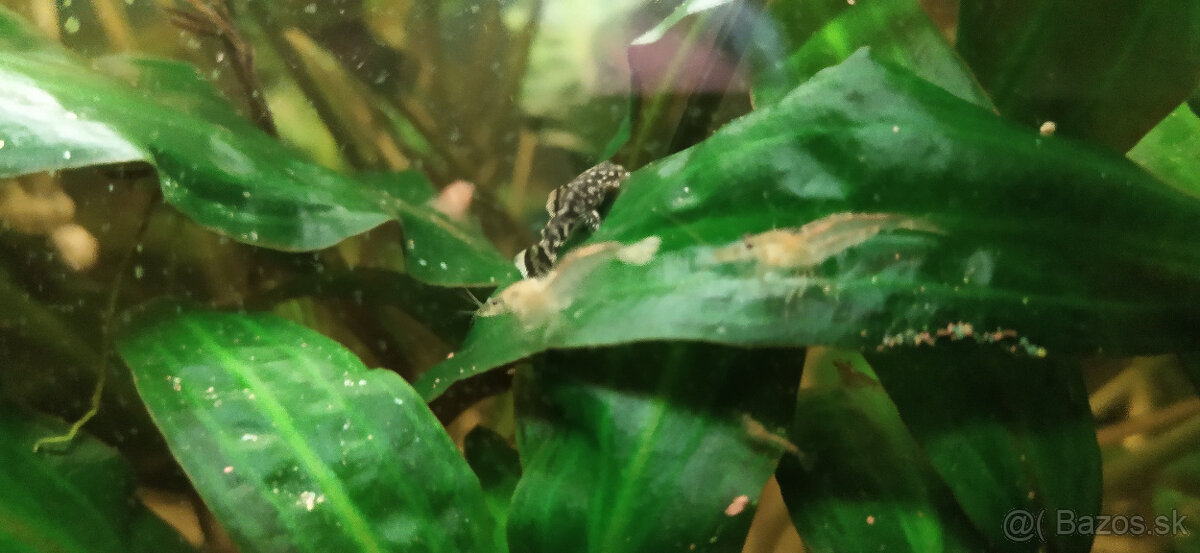 Prisavníky a krevety - 7