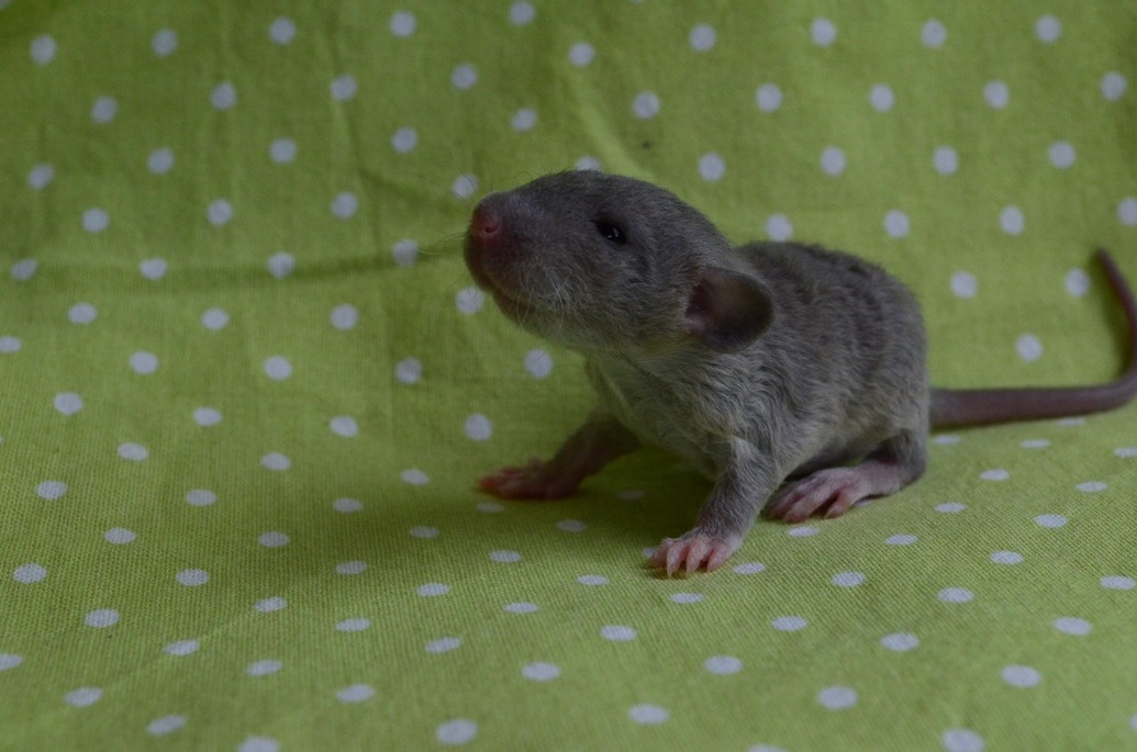 Potkaníky s rodokmeňom - rezervácie - 7