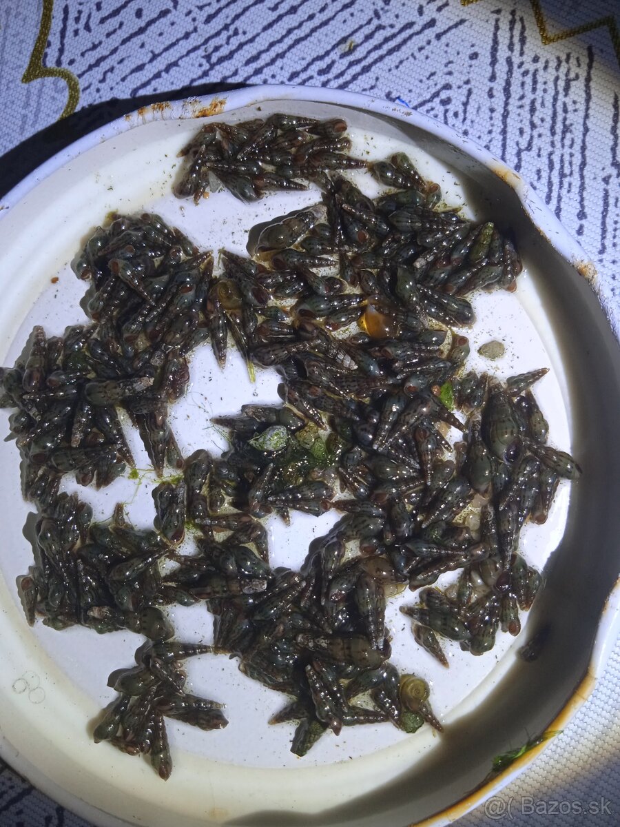 Rastliny do akvária - 7