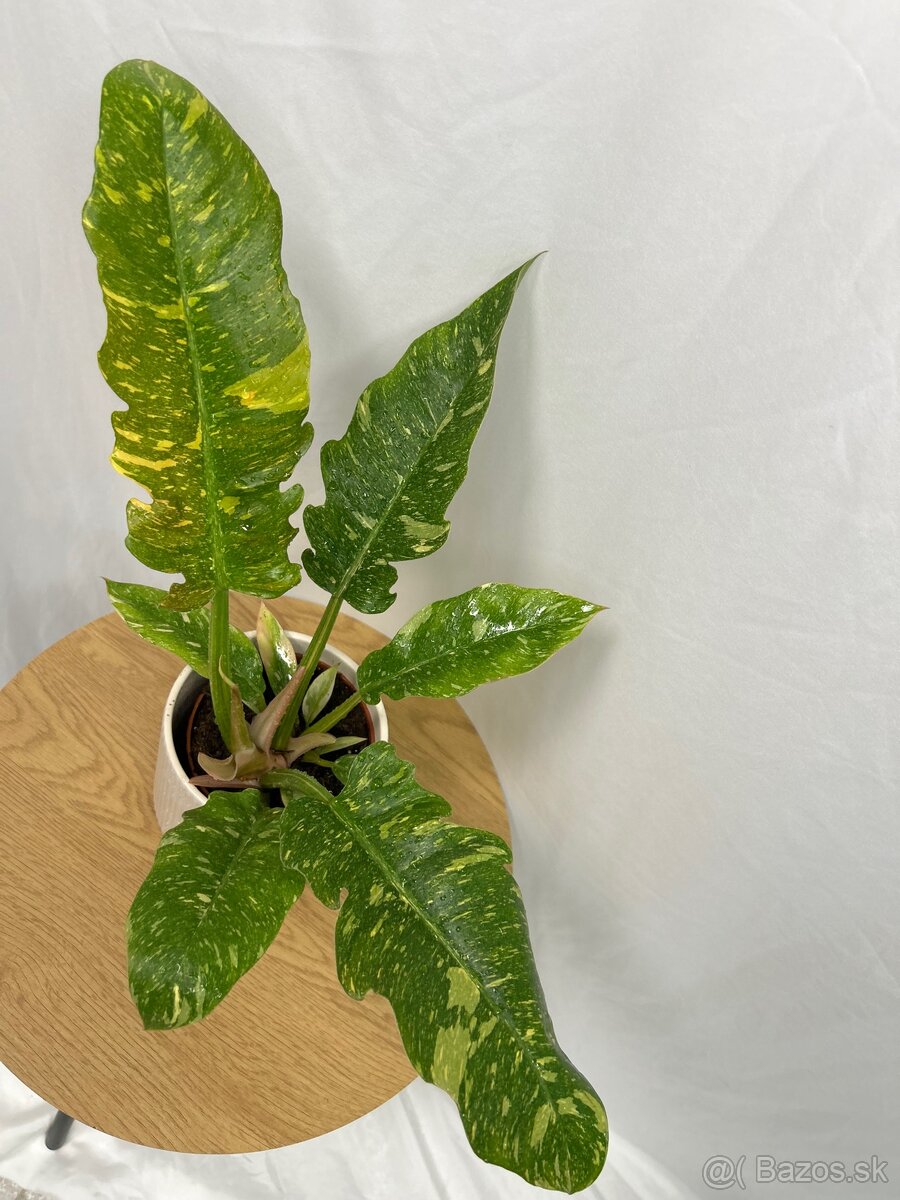 Philodendron ‚Ring of Fire‘ - 7