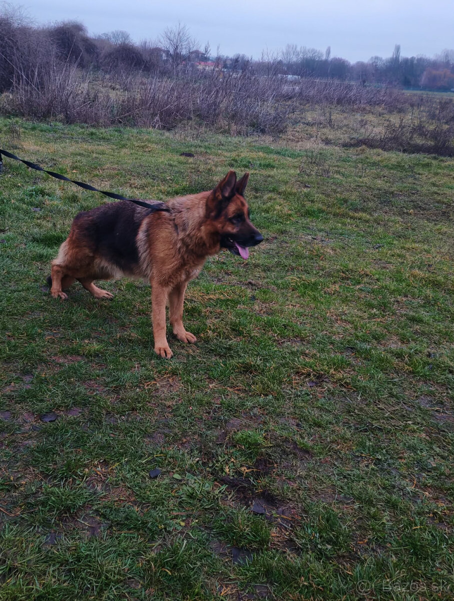 Na predaj nemecký ovčiak - 7