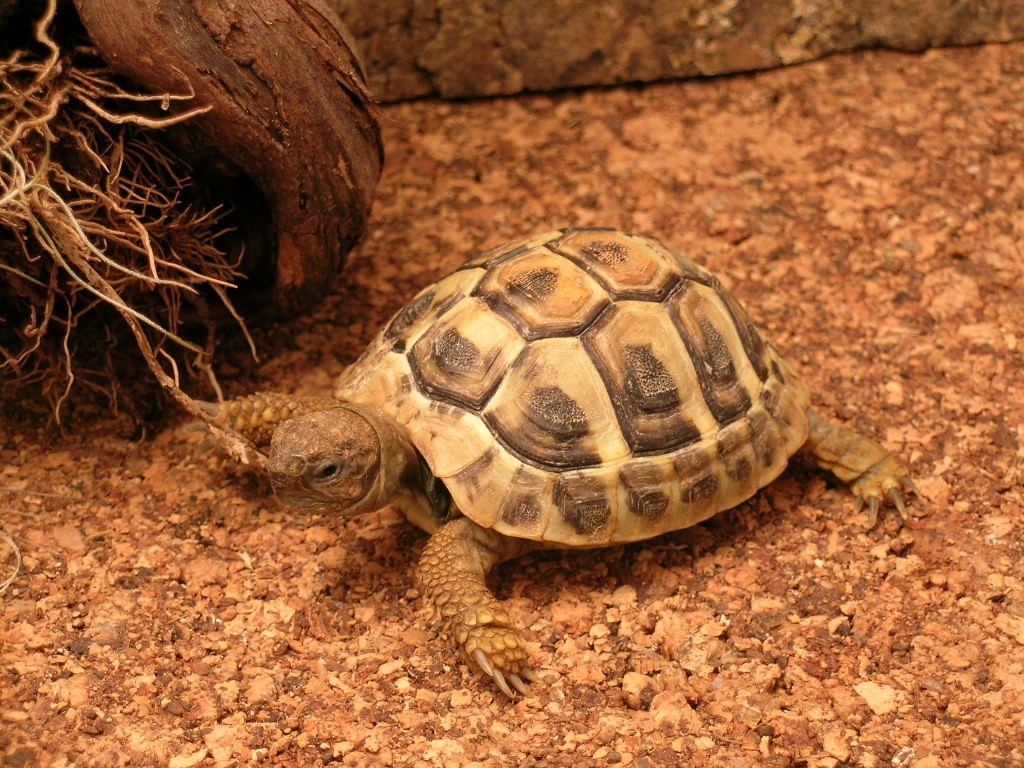 Suchozemská korytnačka - 7