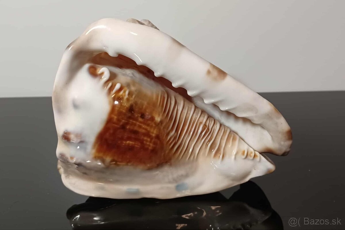 Krásna stará veľká mušľa - 7