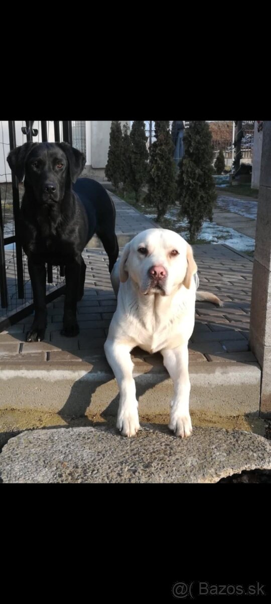 Labradorsky retriever - 7