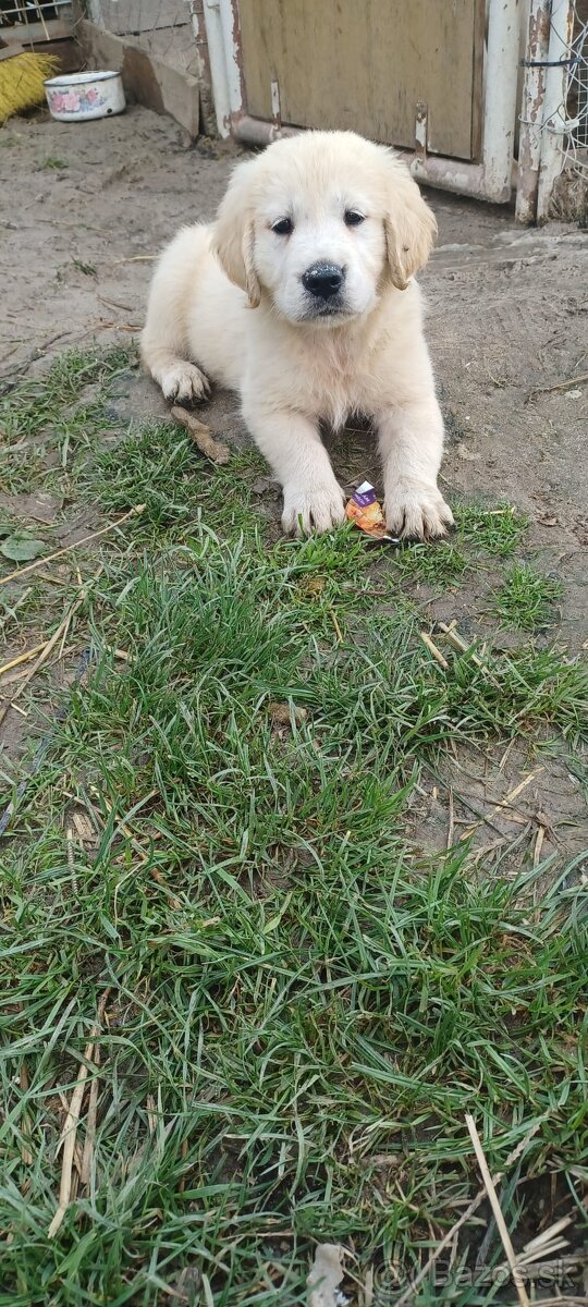 Zlatý retriever bez pp - 7
