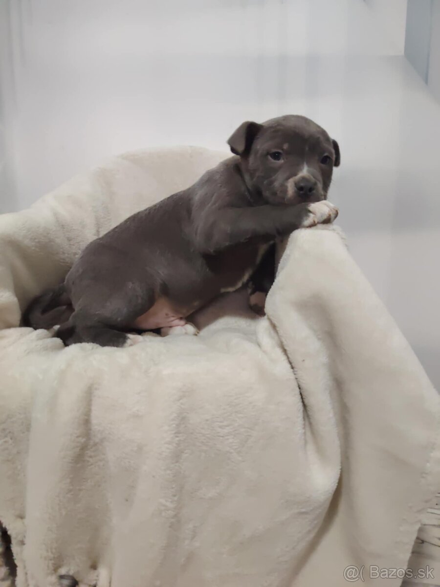 Predám Americký stafford XL - 7