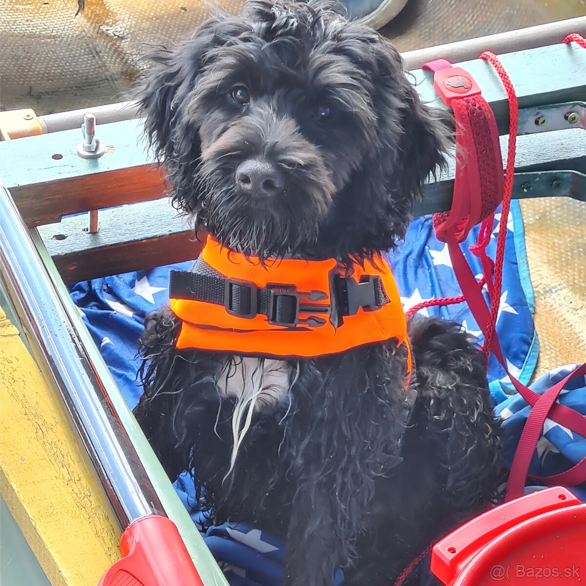Portugalský vodný pes s PP - 7