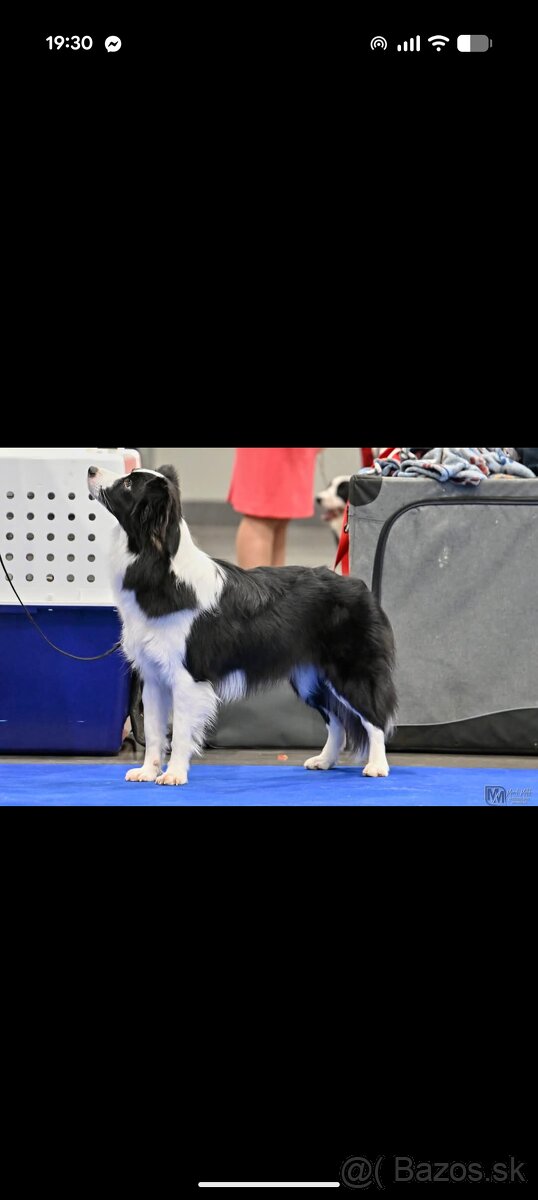 Border kólia s PP - 7