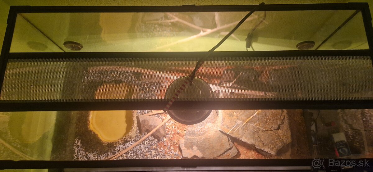 Python regius/ Krajta královská - 7