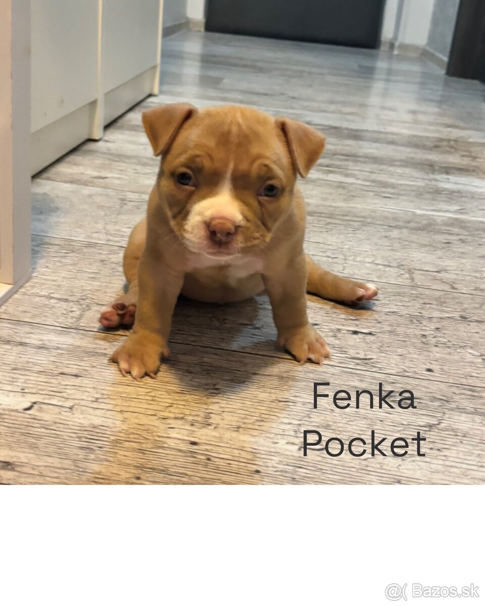 American Bully s PP - 7