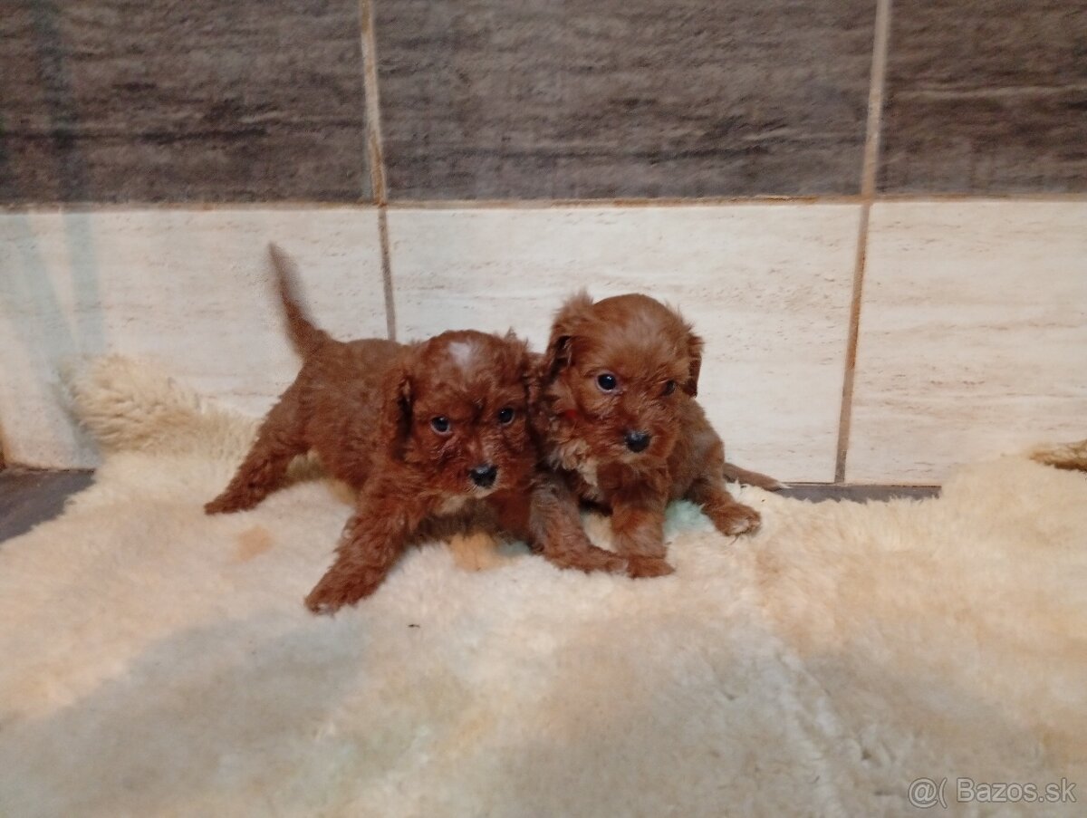 Cavapoo - 7