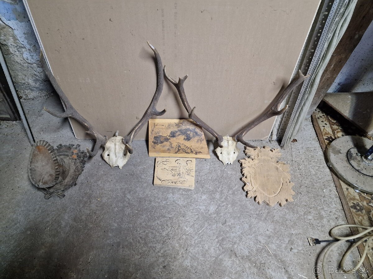 Predám Zhody, parožie,trofeje - 7