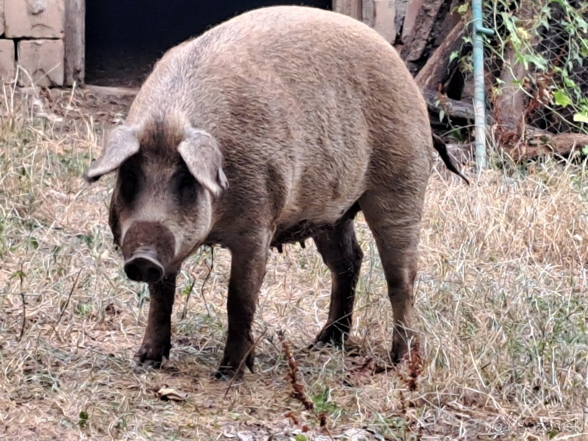 Mangalica prasná - 7
