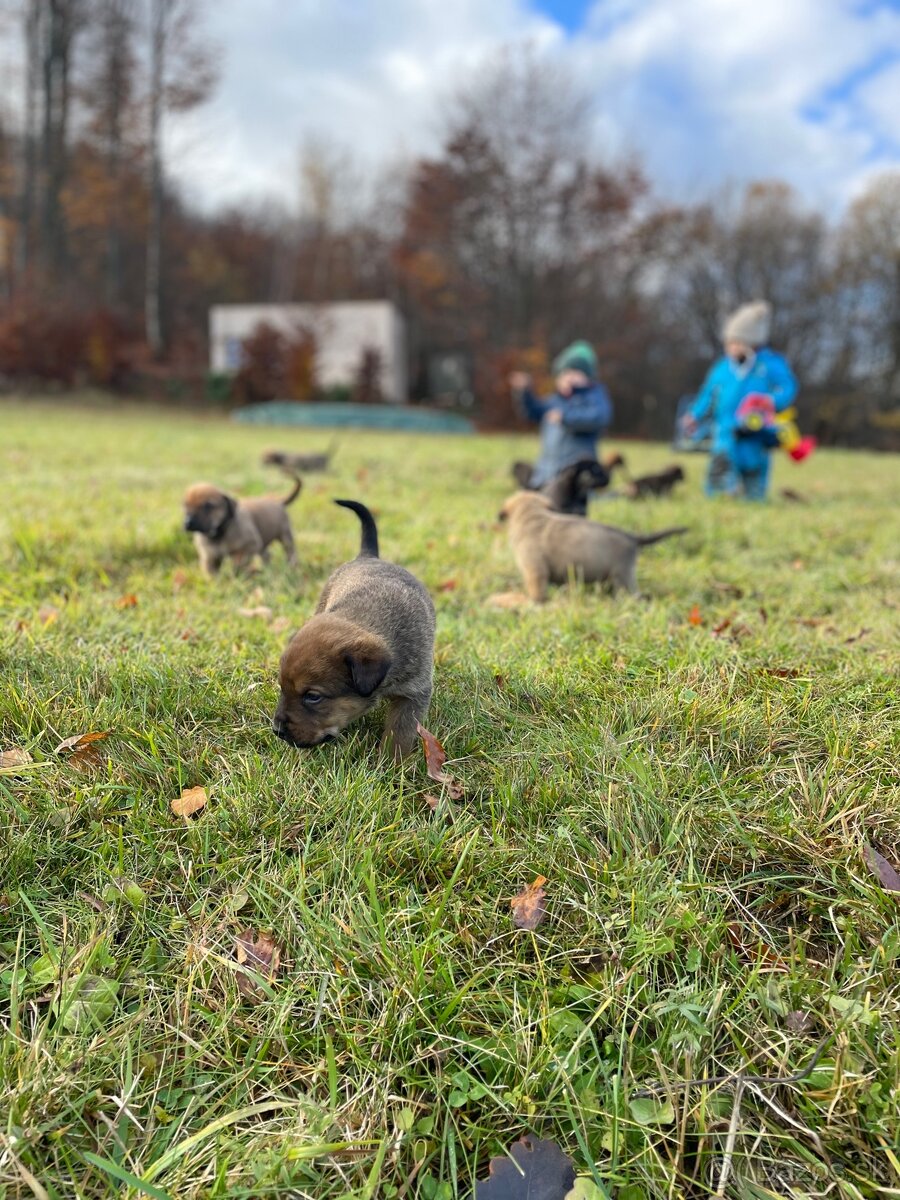 Hľadáme domov pre šteniatka ❤️ - 7
