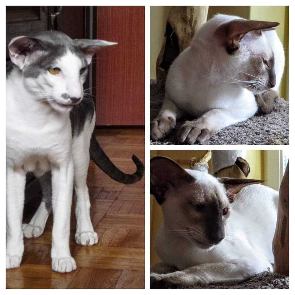 Orientálna kratkosrsta mačka OSH-Kubo - 7