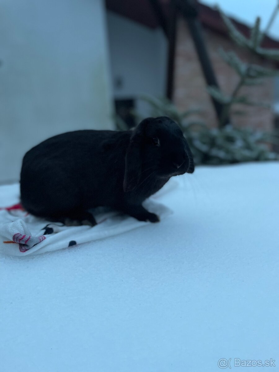 Zakrslý králík - 7