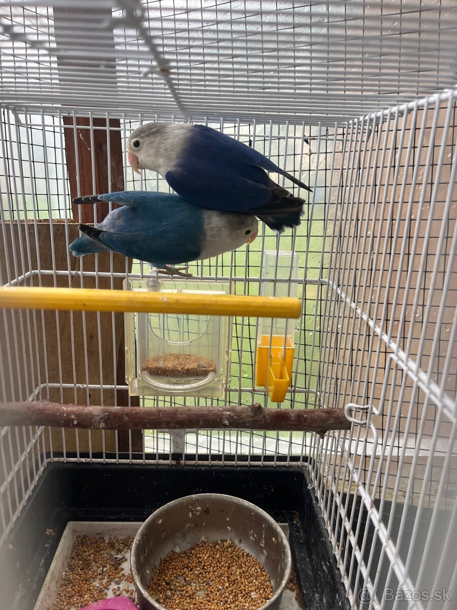 Agapornis Fisher pár - 7