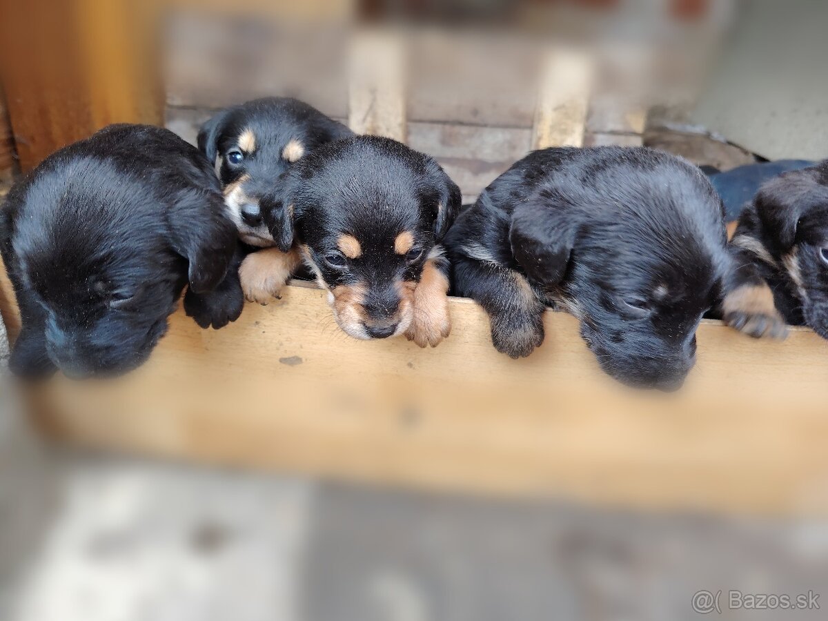 Slovenský kopov + zlatý retriever - 7