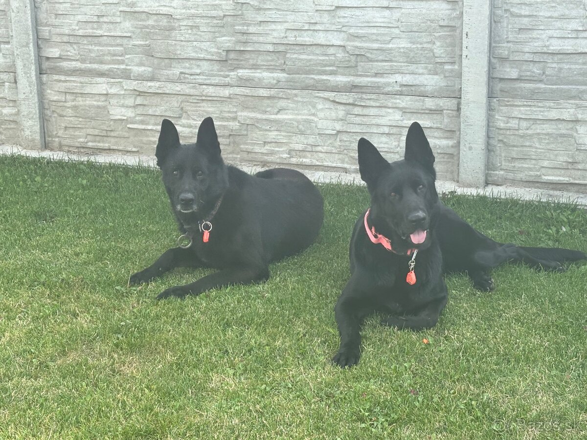 Šteniatka Nemecký ovčiak bez PP - 7