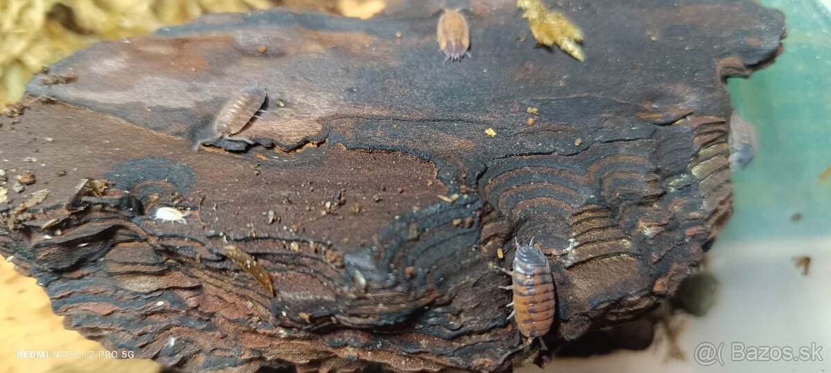 Isopoda celý chov - 7