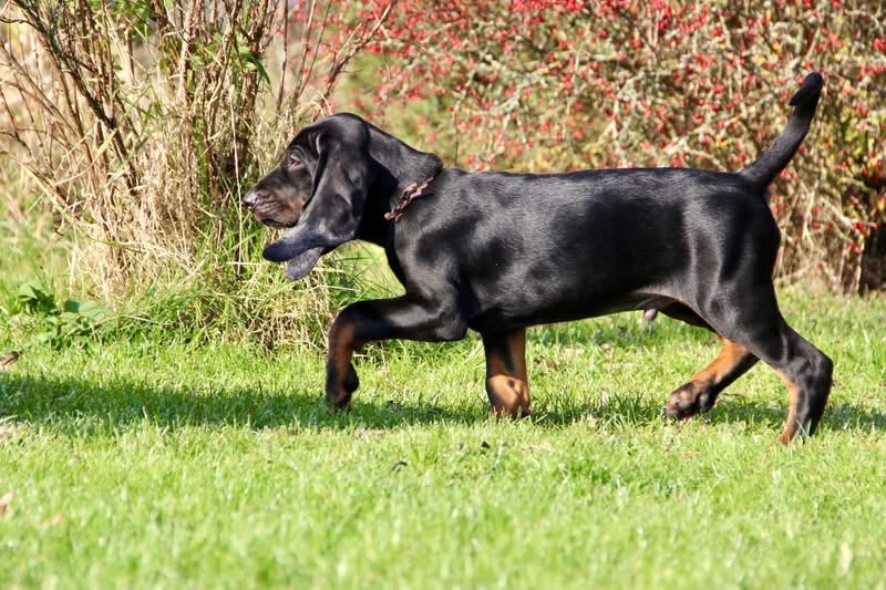 Americký mývalí pes- Black and Tan Coonhound - 7