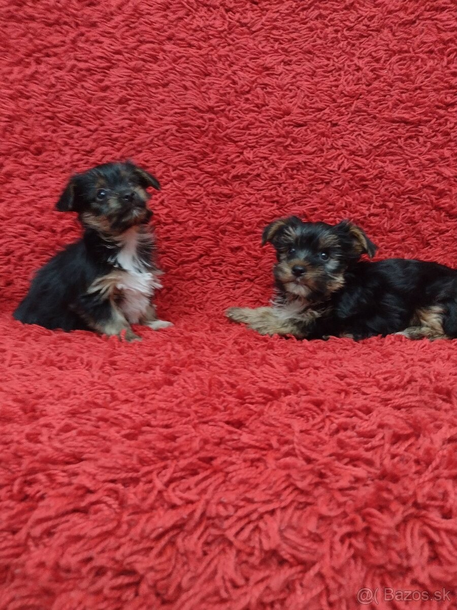 Yorkshirsky teriér, Yorkshire, York - 7