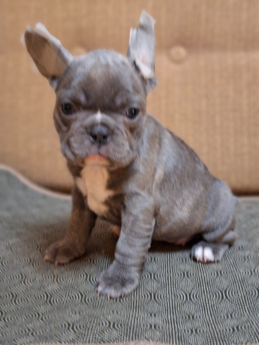 Francúzsky buldoček modrý - 7