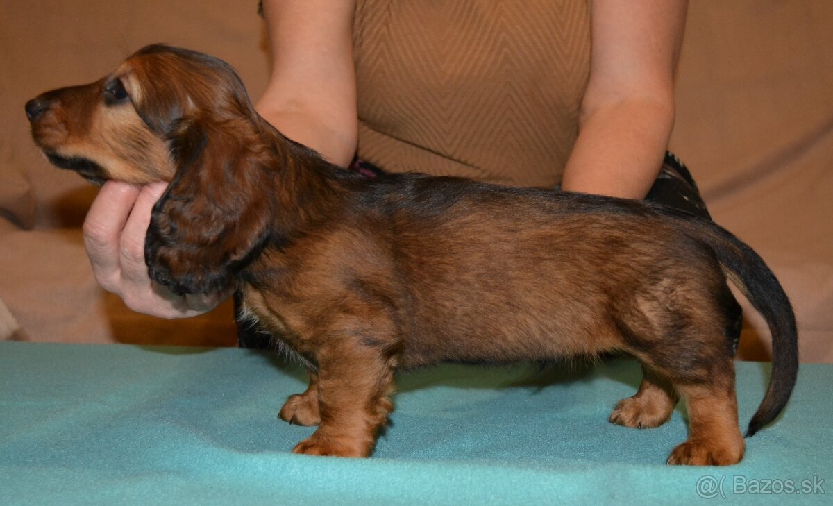 jazvečík dlhosrstý štandardný - 7