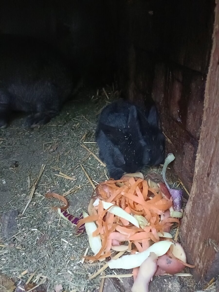 Predám králiky - 7